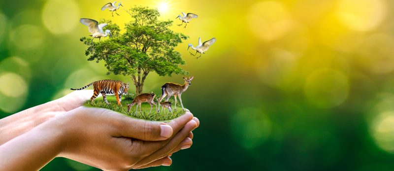 كيف يساهم المركز الوطني في حماية الحياة الفطرية في السعودية؟