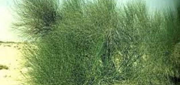 شجرة المرخ: فوائد علاجية وتجميلية من قلب الصحراء