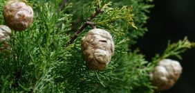 اجعل أشجار السرو الليموني تزدهر: دليل العناية الكامل