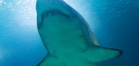 تفسير الأحلام: اكتشف المعاني الخفية لرؤية الأسماك وقرش البحر