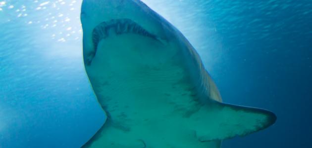 تفسير الأحلام: اكتشف المعاني الخفية لرؤية الأسماك وقرش البحر