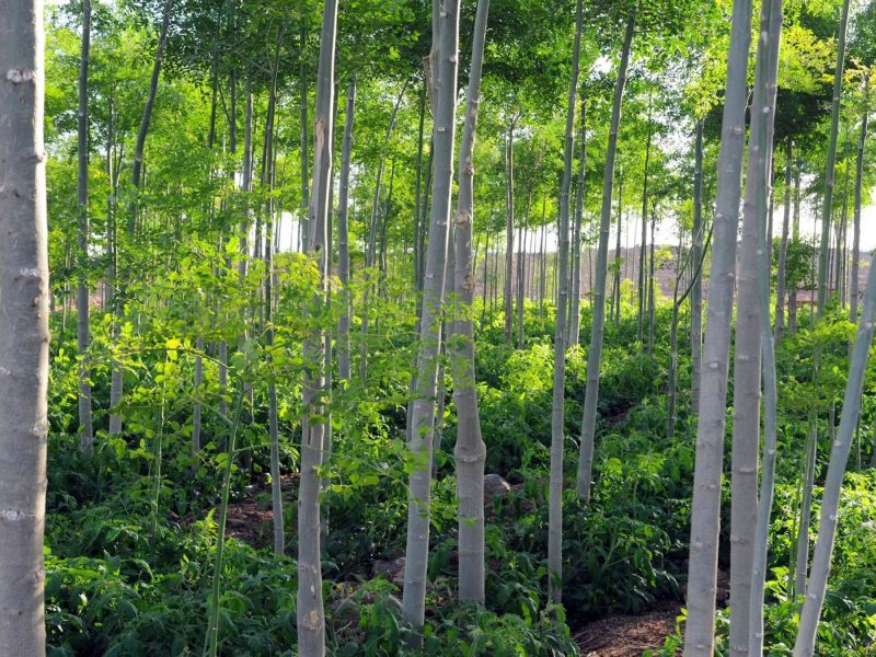 كل ما تحتاج معرفته عن شجرة البان في السعودية