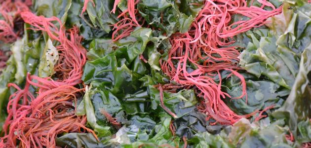 الطحالب الحمراء: كل ما تحتاج معرفته عن هذا الكنز البحري