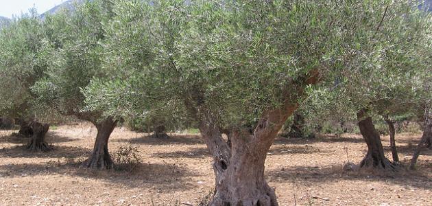 الزيتون: تعرف على الفوائد المتعددة وأهميته الغذائية
