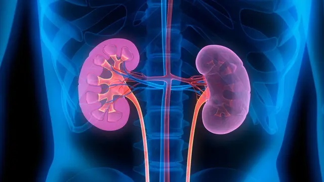 زراعة الكلى: مستقبل واعد بفضل تقنية تحويل فصيلة الدم