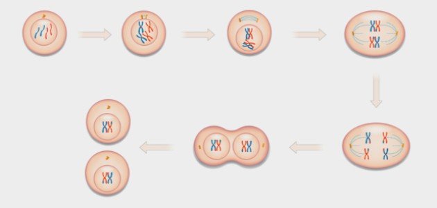 استكشاف الانقسام الاختزالي: نظرة علمية متكاملة