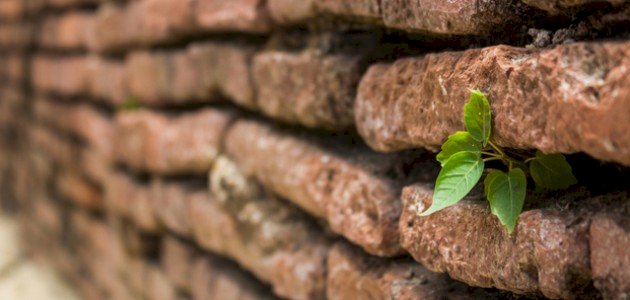 تأقلم النباتات: تكيف النباتات مع الظروف المناخية القاسية
