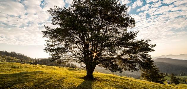الأشجار: حماية البيئة الحضرية من التلوث وتغير المناخ