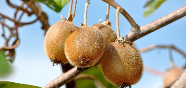 زراعة الكيوي العضوية في السعودية: خطوات نحو الاستدامة