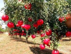 استمتع بجمال الطبيعة في مزرعة تل الرمان بحائل