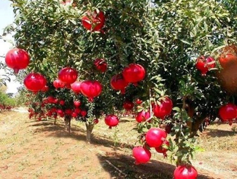 استمتع بجمال الطبيعة في مزرعة تل الرمان بحائل