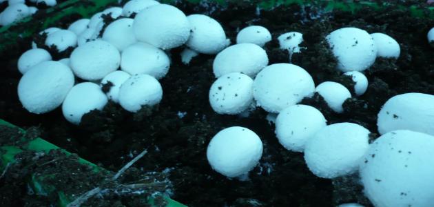 اكتشف متعة زراعة الفطر في المنزل