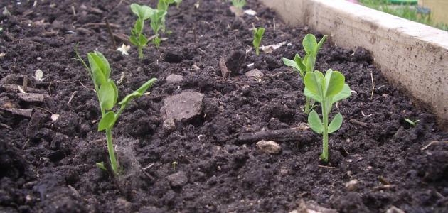 الحفاظ على التربة: تقنيات مبتكرة لاستعادة خصوبة التربة