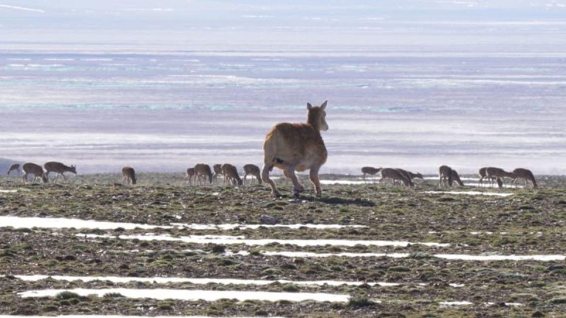 الظباء الآلية: تكنولوجيا صينية لحماية التنوع البيولوجي