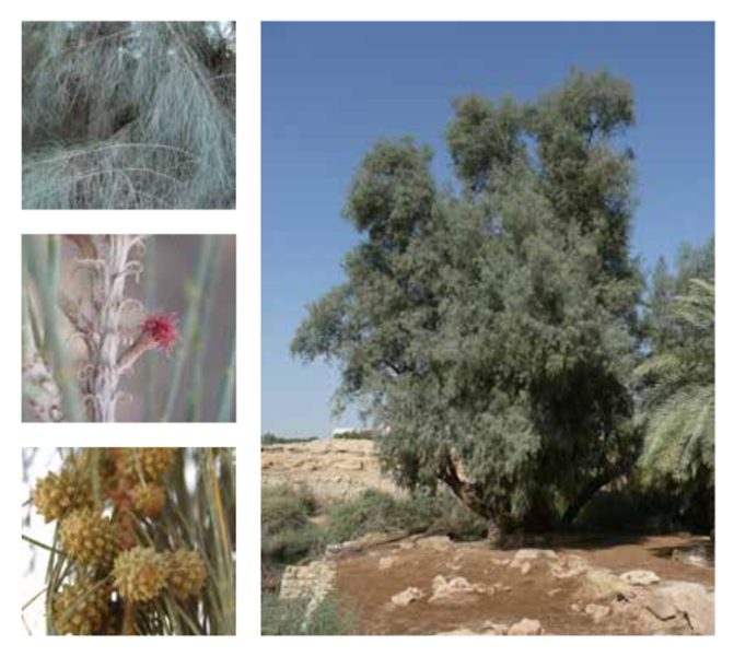 شجرة الكازوارينا: تعرف على أسرار هذه الشجرة في الرياض