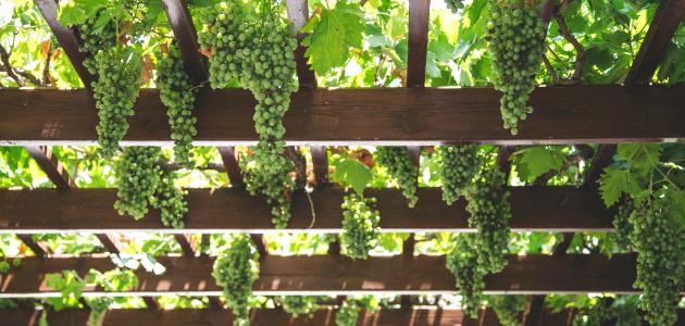 زراعة العنب: دليل المزارع