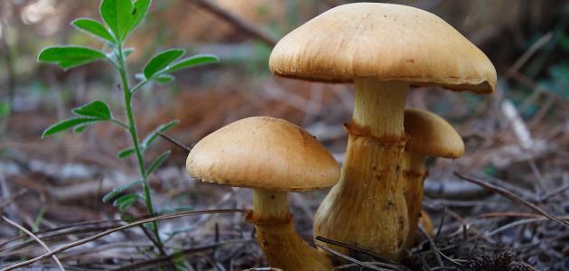 زراعة الفطر: تحديات وحلول في البيئة السعودية