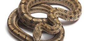 تفسير الأحلام: رؤية الثعابين.. مفاتيح لفهم اللاوعي