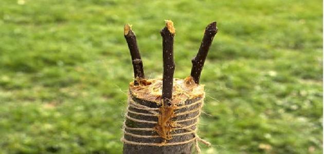 دليلك النهائي لتطعيم الأشجار: كل الأسرار هنا!