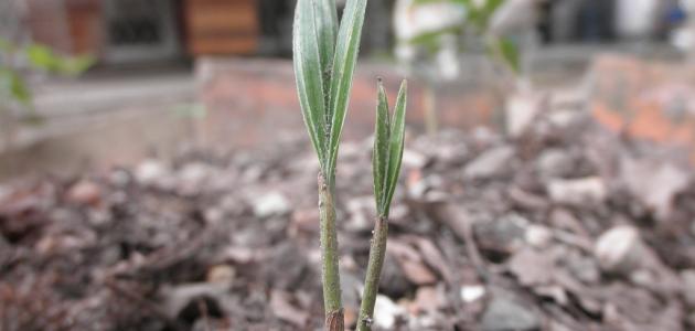 الري والتسميد: أساسيات زراعة النخيل الناجحة