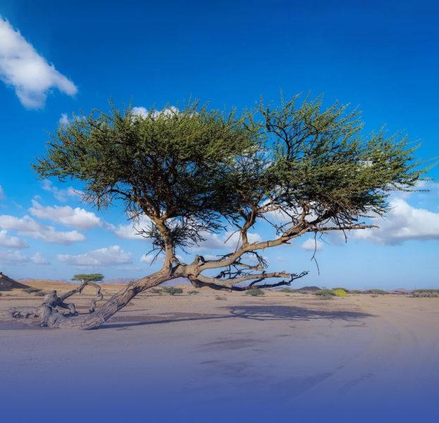 أشجار السمر: مستقبل السياحة في الوجه