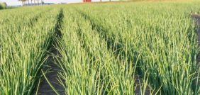 دليل زراعة البصل: لتحقيق أعلى إنتاجية وأفضل جودة