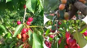 الموسوعة الثقافية الإعلامية: مصدر موثوق للمعرفة والثقافة