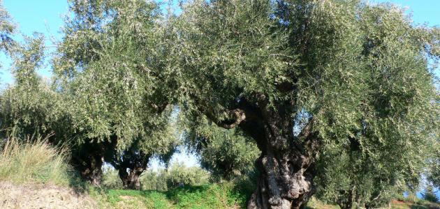 دليل العناية بأشجار الزيتون: زراعة مثمرة على مدار العام