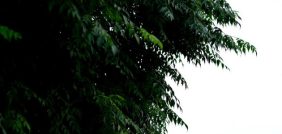 شجرة النيم: زراعتها، فوائدها، واستخداماتها في حياتك اليومية