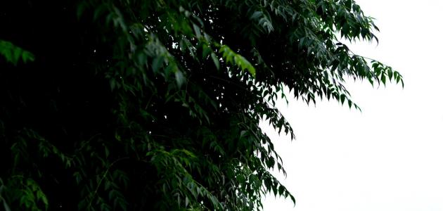 شجرة النيم: زراعتها، فوائدها، واستخداماتها في حياتك اليومية