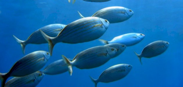 تفسير الأحلام: هل رؤية السمك في المنام فأل خير؟