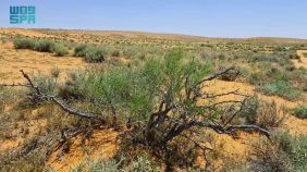 النباتات المحلية: أساس التوازن البيئي في الرياض