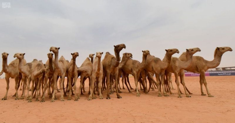 مشي الإبل: أنواع وخصائص في الصحراء العربية