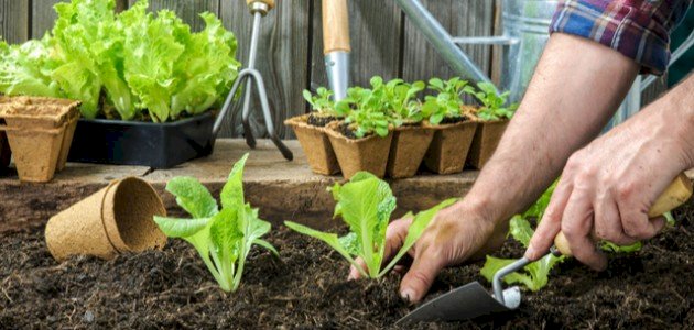 زراعة الخس: حلول لمشاكل النمو الشائعة