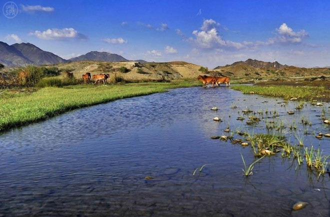 دليلك الشامل لوادي عليب: سحر الطبيعة وأهميته التاريخية والجغرافية