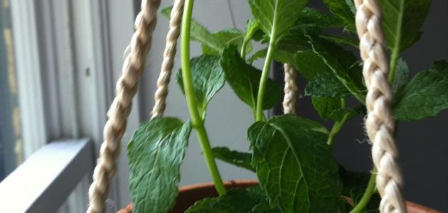 زراعة النعناع: من البذور إلى الحصاد – دليل خطوة بخطوة