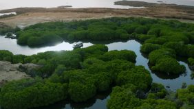 استمتع بالطبيعة الخلابة في غابة القندل بجزر فرسان