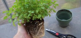 خطوات زراعة النعناع في أصص