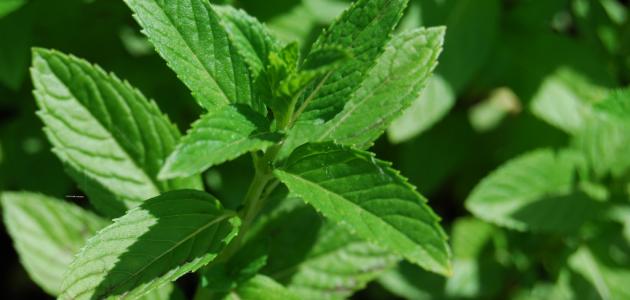 زراعة النعناع: استمتع بنعناع طازج في كل وقت