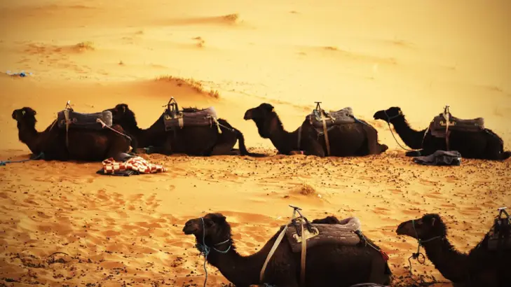 قصة سيدنا يوسف: كيف نحول المحن إلى منح وعطاء؟