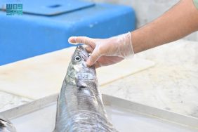 سلامة الغذاء في جازان: استراتيجيات مبتكرة للرقابة