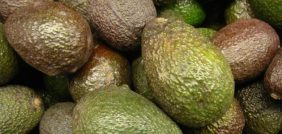 الأفوكادو: سر الشباب الدائم والصحة المثالية