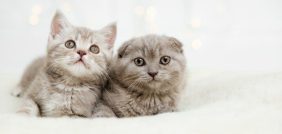 من الخوف إلى الطرد: تفسير الأحلام بالقطط يكشف الأسرار