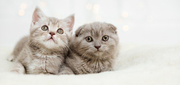 من الخوف إلى الطرد: تفسير الأحلام بالقطط يكشف الأسرار