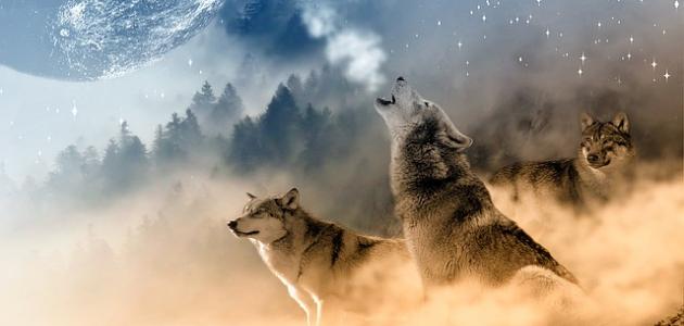 تفسير رؤية الكلب في المنام: آراء أشهر مفسري الأحلام