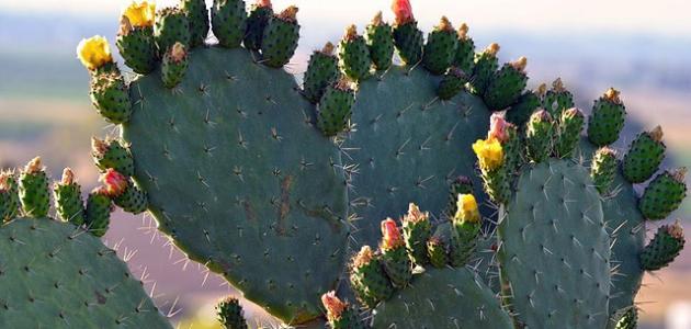 كيفية زراعة الصبار في المنزل والعناية به