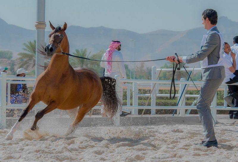 استيراد الخيول في السعودية: نظرة على المستقبل