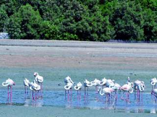 التنوع البيولوجي الفريد: رحلة عبر المحميات الطبيعية في الإمارات