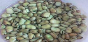 زراعة الفول: كيف تختار التربة والمواعيد المناسبة