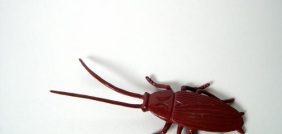 تفسير رؤية الصراصير في المنام: هل تدل على الحسد؟